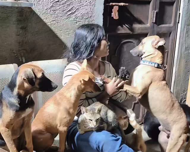Dogs and a volunteer inside the shelter