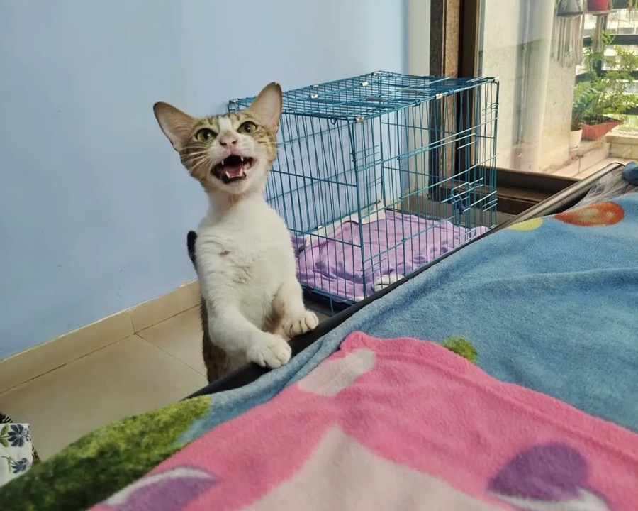 Tara the cat after her recovery