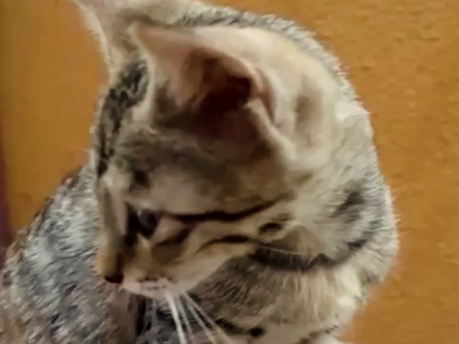 A cat at mealtime on the feeding round