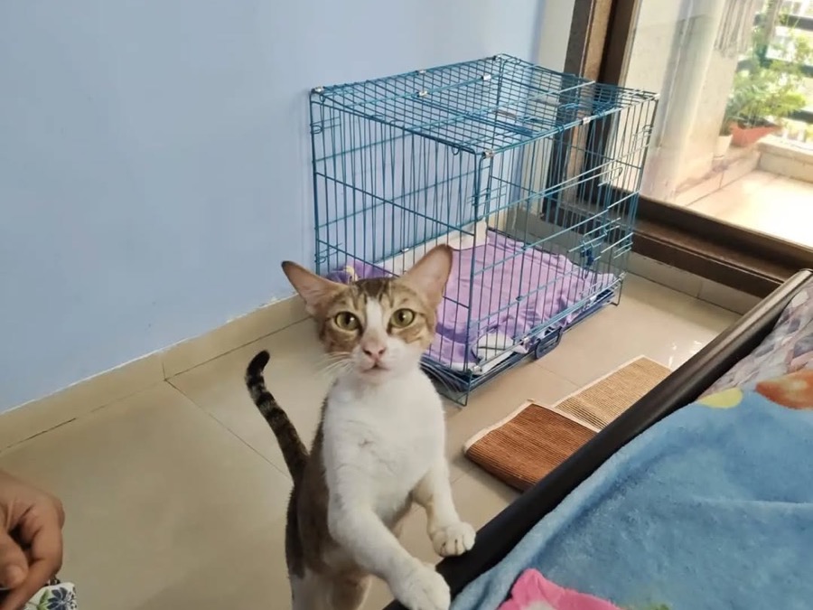 A cat recovering in a clean pen after treatment