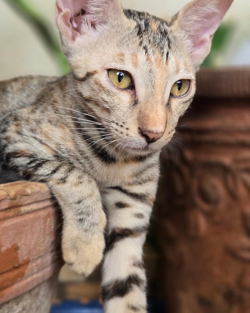 A kitten at the shelter looking up at the camera