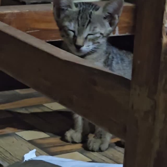 A cat looking out from behind a wooden ledge