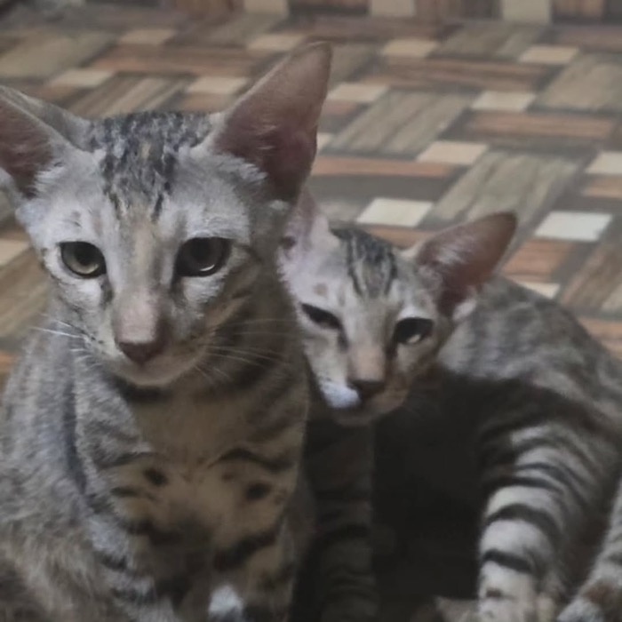 Two kittens sitting together