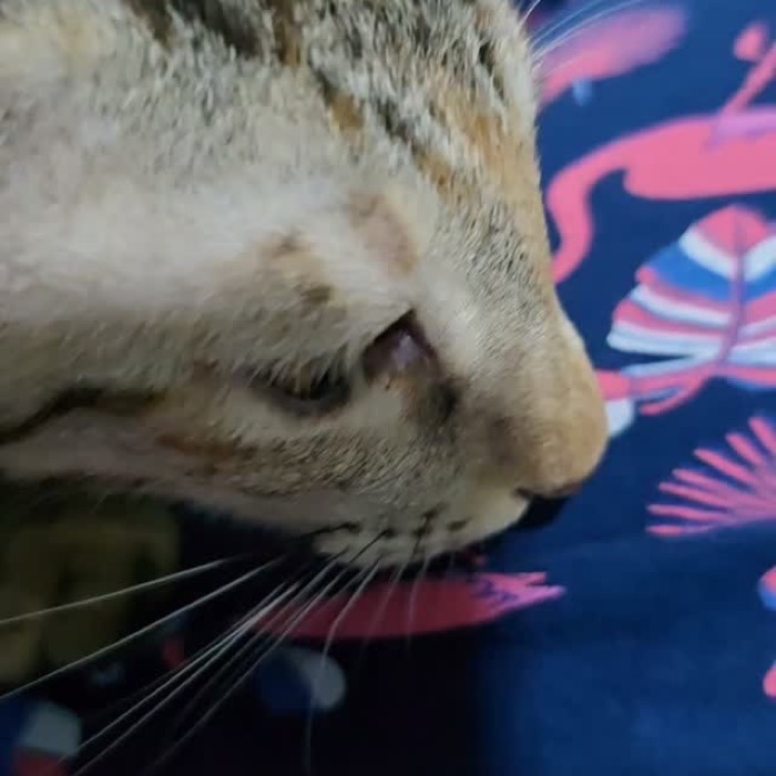 Close-up of a tabby cat at the shelter