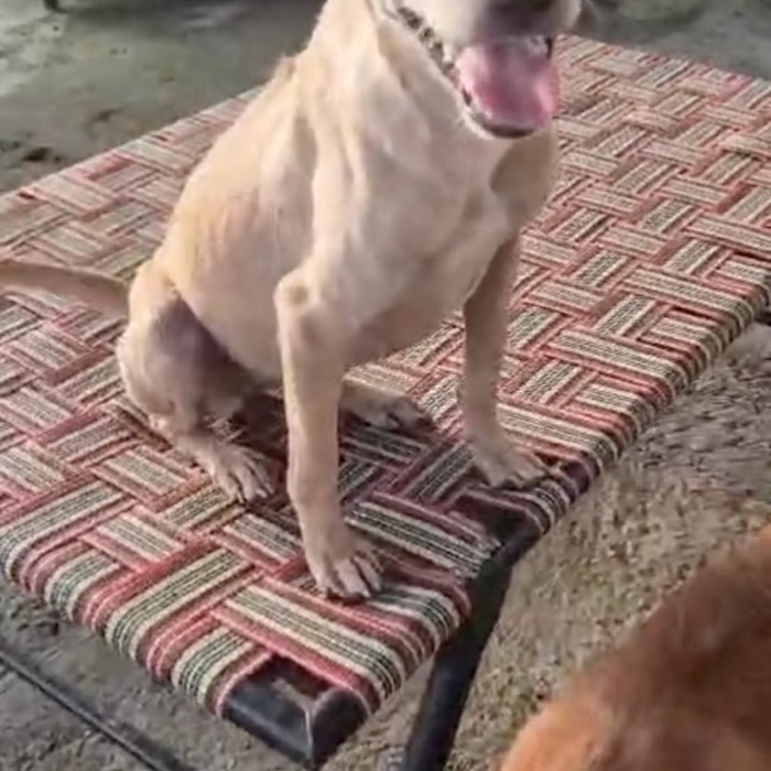 A cream-coloured dog sitting on a mat