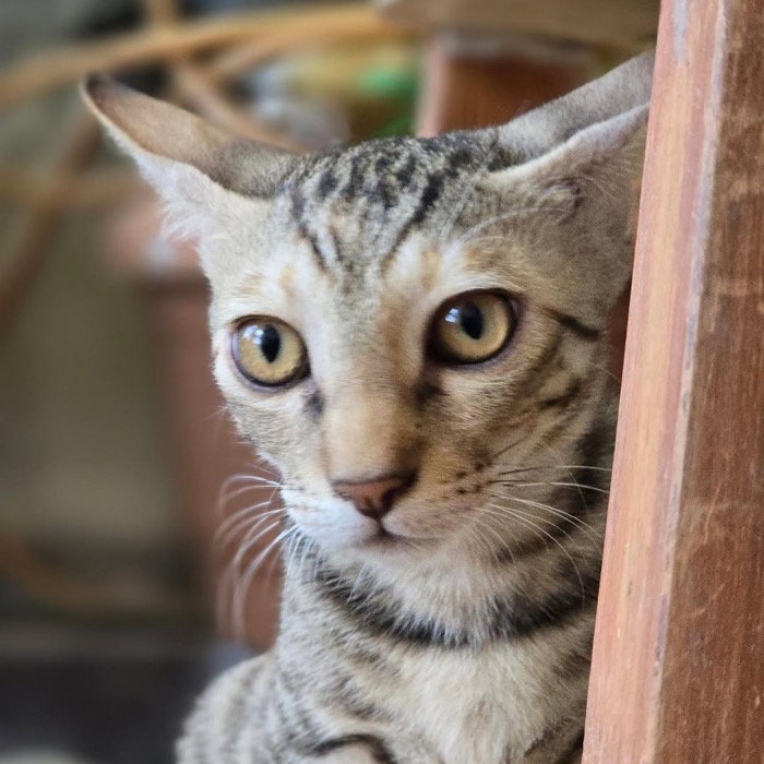 A tabby kitten looking at the camera