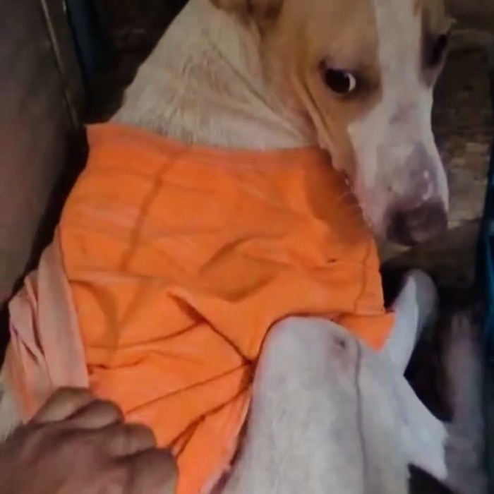 A street dog being dressed in a shirt after treatment